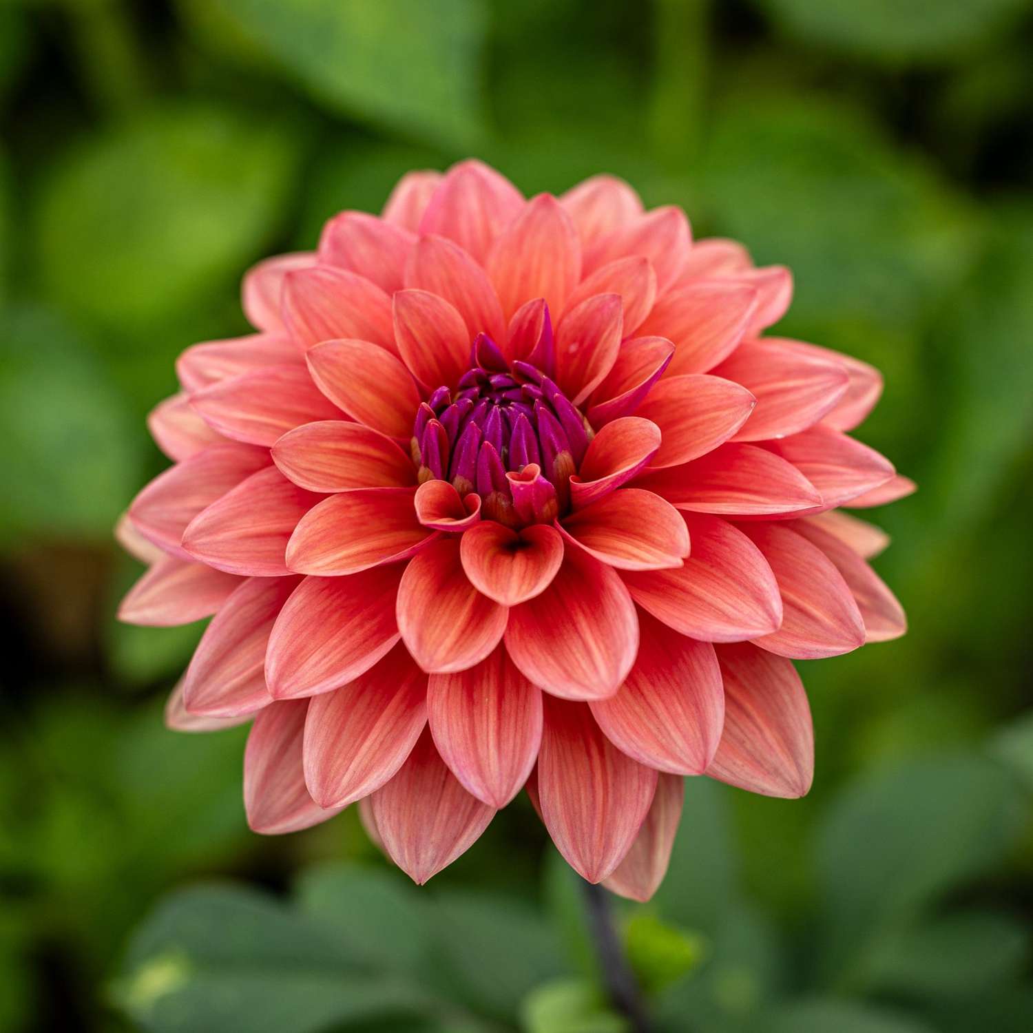 Dahlia 'American Dawn'
